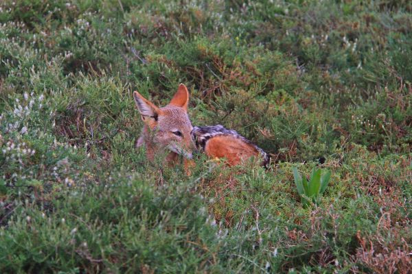 Blackbacked Jackal