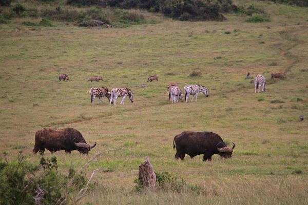 und natürlich Warthogs!