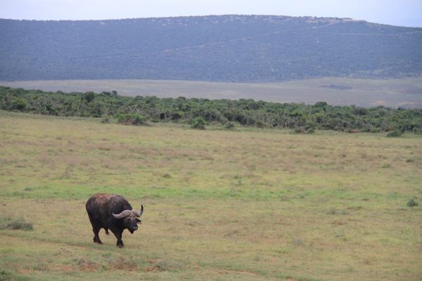 Lonesome Buffalo