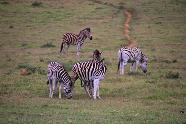 Und die Zebras schmusen mal wieder