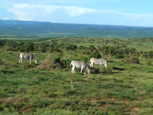 Wieder ein paar Zebras