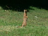 Bald gibt´s viel zu gucken. Hier erst mal ein Yellow Mongoose