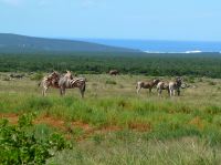 Elefant, Meer und Zebras