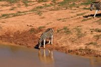 Nun sind die Zebras wieder dran