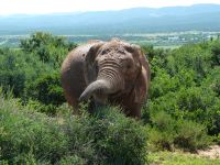 Ein Elefant, direkt neben der Straße!