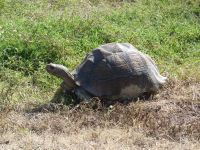 Zwischendrin noch eine Riesenschildkröte