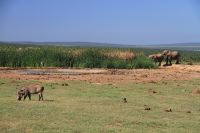 Warthog, Reiher und Elefanten