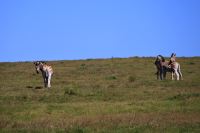 Da drüben Burchell´s Zebras