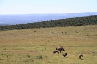 Warthogs und Zebras