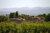 Wir drehen uns um...Zebraherde!