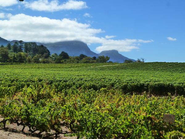 Und die nächsten Weinberge