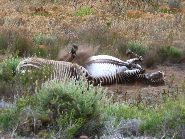 ...deutlich zu erkennen am Bauch-Streifen (i.Gegensatz zu Burchell´s Zebras)