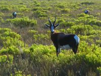 Bontebok