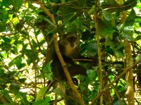 Im Jozani-Forest, Sykes-Monkey