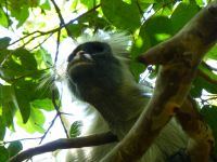 Colobus-Monkey