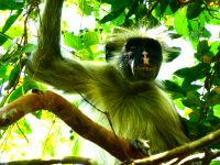 Colobus-Monkey