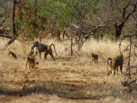 Viele Baboons am Platz