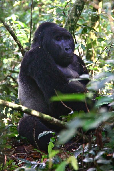 Der wunderschöne Silverback