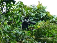 Ein Black and White Colobus