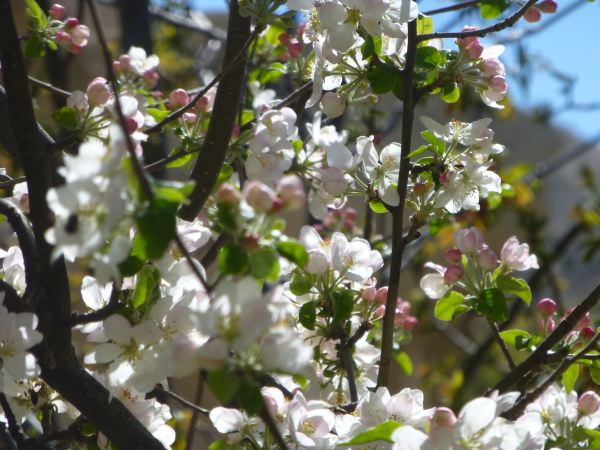 Blüten bewundern