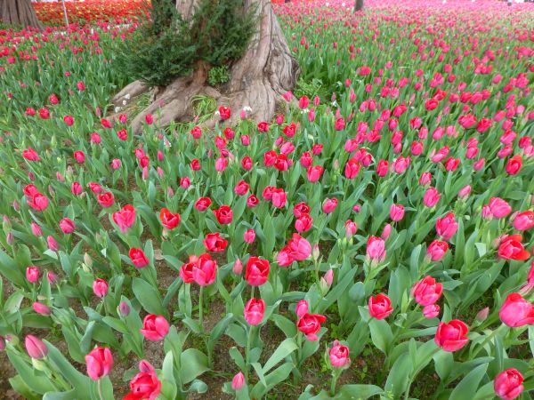 Schöne Tulpenbeete innen