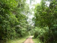 Dschungelstraße im Jaguar Sanctuary