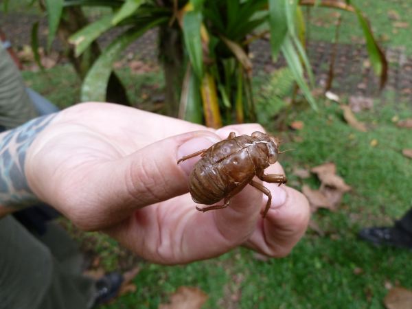 und überall Insekten...