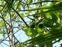 Der Avocado-Baum in Bratt´s Garten