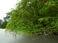Manzanillo-Baum 