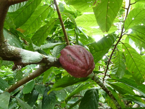 Kakaobaum und Frucht