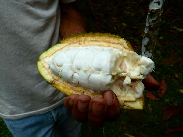 Innen das weiße Fruchfleisch, darin die Kakaobohne