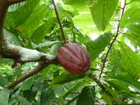 Kakaobaum und Frucht