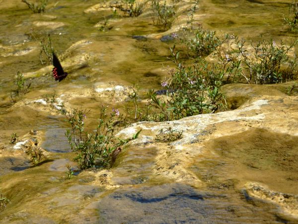 Auch die Schmetterlinge kommen zum Baden vorbei