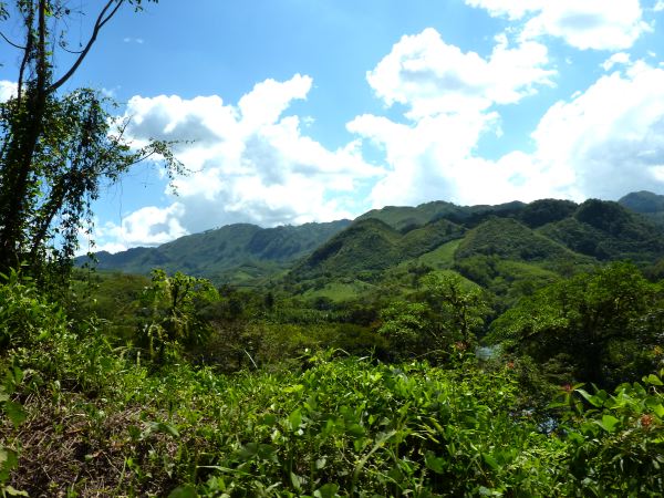 Üppige Landschaft