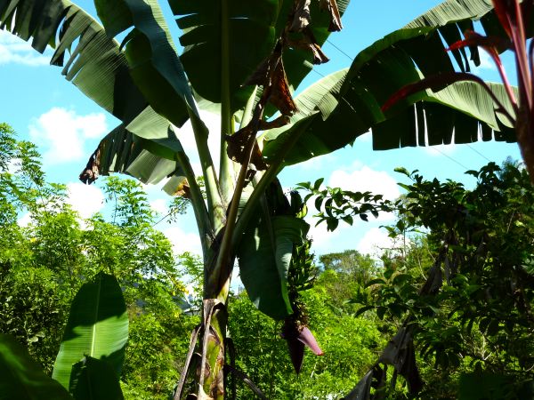 Bananenstauden überall zum selberpflücken