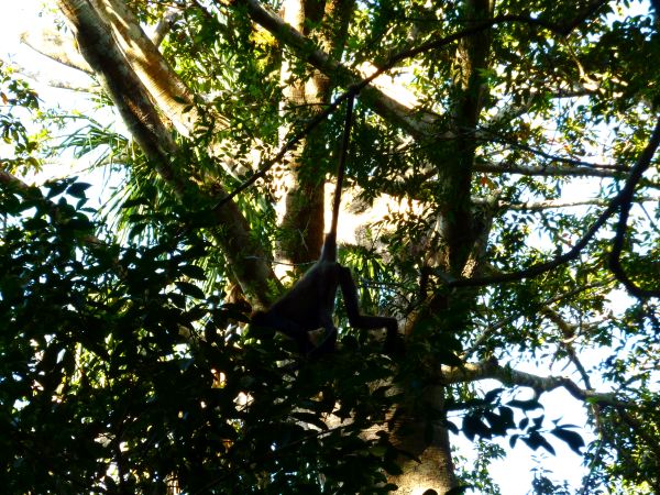  Ein Spider-Monkey hangelt sich von Ast zu Ast