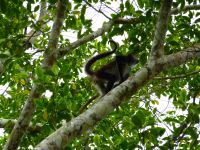 und nochmal ein Spider-Monkey