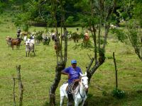 Gaucho bei der Arbeit