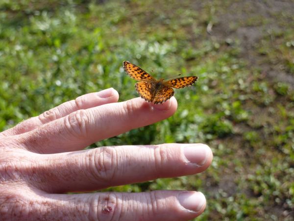 Ein Schmetterling liebt Georg