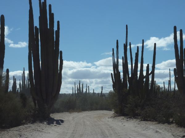 Die Kakteen werden immer größer auf der Baja 2010 Race Strecke