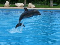 Im Dolphinaris