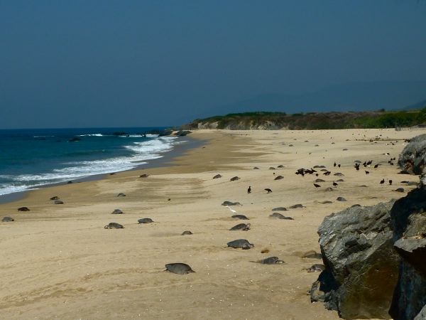 Hunderte kommen aus dem Meer