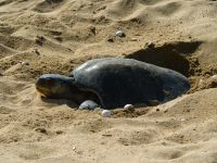 Noch mehr Schildkröten! So viele, dass sie gegenseitig ihre Eier ausgraben...aus Versehen...