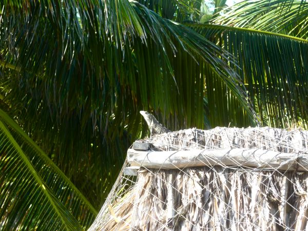 Besuch vom Leguan