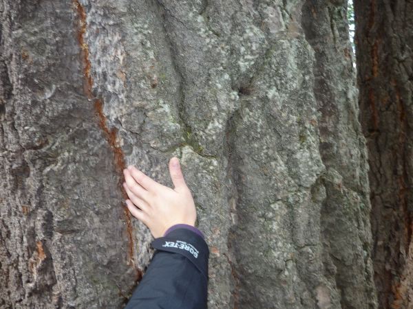 Größenvergleich - was ne Rinde!
