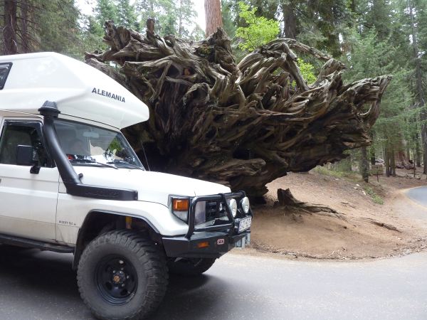 Große Bäume haben große Wurzeln