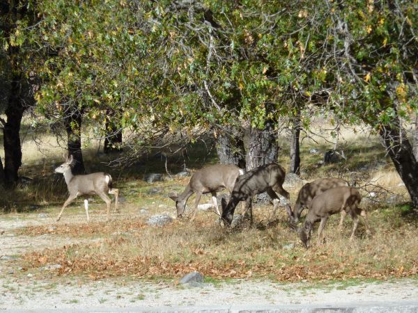 Die Rehe laufen uns direkt über den Weg