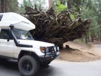 Große Bäume haben große Wurzeln