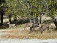 Die Rehe laufen uns direkt über den Weg