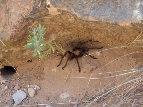 Ach, und Taranteln gibt's jetzt auch...